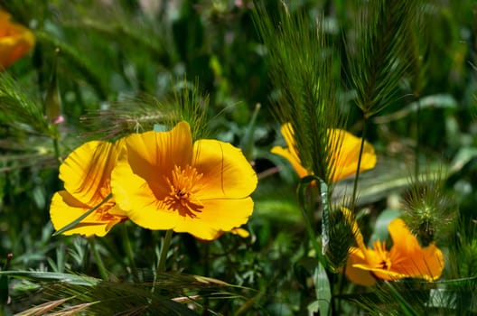 Clearing with orange field poppy flowers in green grass on a sunny day