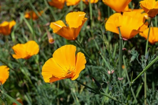 Clearing with orange field poppy flowers in green grass on a sunny day