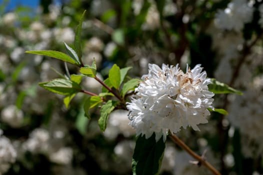 Beautiful Blooming white deutzia in a garden on a green leaves background