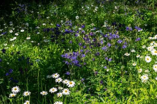 Blooming white chamomile in green grass in a clearing on a sunny spring day