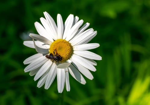 Blooming white chamomile in green grass in a clearing on a sunny spring day