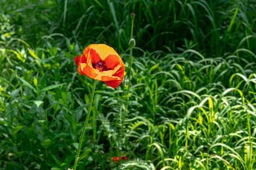 Beautiful Blooming red poppy flower in a garden on a green leaves background