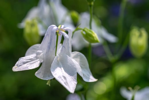 Beautiful Blooming white Aquilegia in a garden on a green leaves background