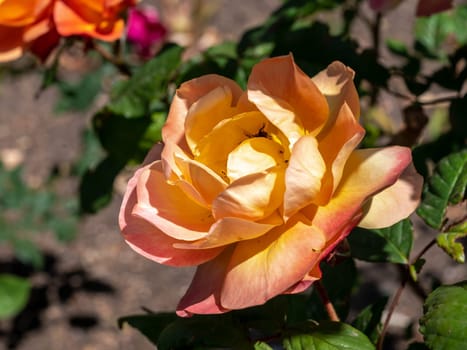 Beautiful Blooming orange rose in a garden on a green leaves background