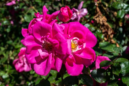 Beautiful Blooming pink rose in a garden on a green leaves background