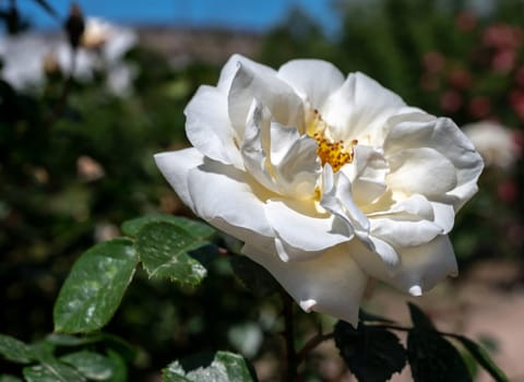 Beautiful Blooming white rose in a garden on a green leaves background