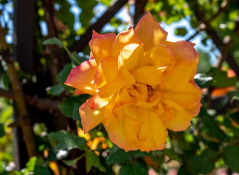 Beautiful Blooming orange rose in a garden on a green leaves background