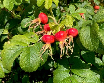 Ripe hip roses on branch with leaves. High quality photo