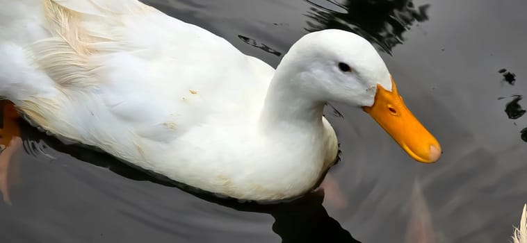 Large white heavy duck also known as America Pekin, Long Island Duck, Pekin Duck, Aylesbury Duck, Anas platyrhynchos domesticus swimming in the pond