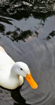 Large white heavy duck also known as America Pekin, Long Island Duck, Pekin Duck, Aylesbury Duck, Anas platyrhynchos domesticus swimming in the pond