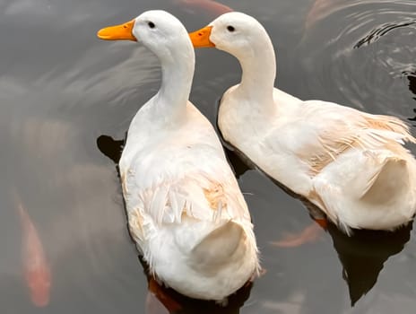 Large white heavy duck also known as America Pekin, Long Island Duck, Pekin Duck, Aylesbury Duck, Anas platyrhynchos domesticus swimming in the pond