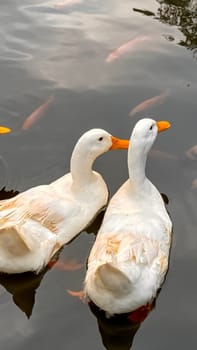 Large white heavy duck also known as America Pekin, Long Island Duck, Pekin Duck, Aylesbury Duck, Anas platyrhynchos domesticus swimming in the pond