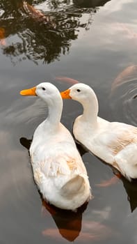 Large white heavy duck also known as America Pekin, Long Island Duck, Pekin Duck, Aylesbury Duck, Anas platyrhynchos domesticus swimming in the pond