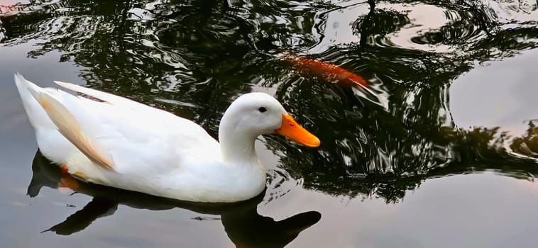 Large white heavy duck also known as America Pekin, Long Island Duck, Pekin Duck, Aylesbury Duck, Anas platyrhynchos domesticus swimming in the pond