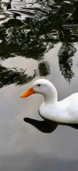 Large white heavy duck also known as America Pekin, Long Island Duck, Pekin Duck, Aylesbury Duck, Anas platyrhynchos domesticus swimming in the pond