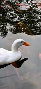 Large white heavy duck also known as America Pekin, Long Island Duck, Pekin Duck, Aylesbury Duck, Anas platyrhynchos domesticus swimming in the pond