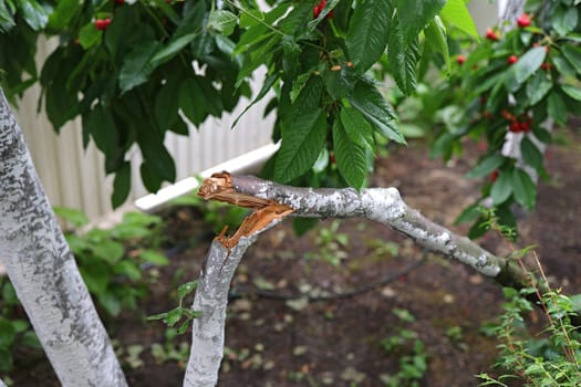 branch of fruit tree with ripe fruits broken by a strong wind. Broken fruit tree, broken branch lying on the grass, garden after a hurricane. Close-up of a young branch breaking