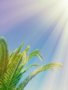 palm leaves in the sunlight - summertime backgrounds and vacations styled concept