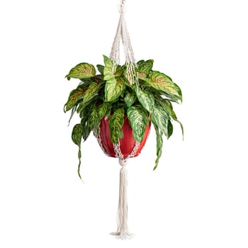 Prayer Plant green and red patterned leaves that fold up at night in a hanging. Plants isolated on transparent background.