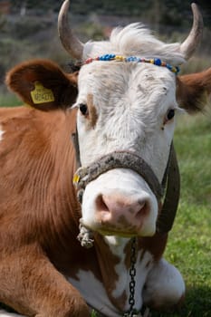 cows graze on a green field in sunny weather. HQ