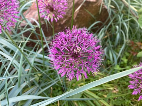 Summer flowers have bloomed in a the garden
