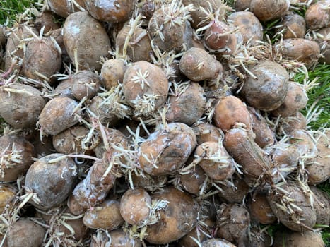 Old potatoes are drying on a the grass