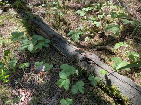 There is a log lying on the ground in a  the forest