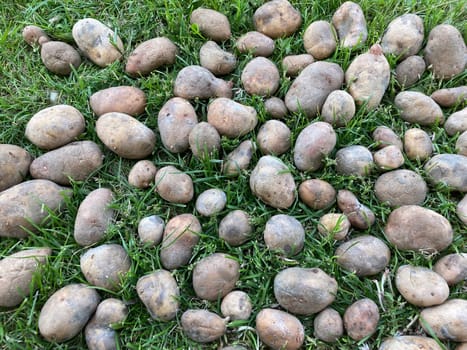 Old potatoes are drying on a the grass