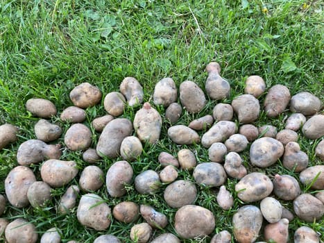 Old potatoes are drying on a the grass