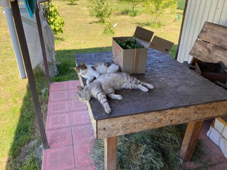 Young cats are resting in a the village