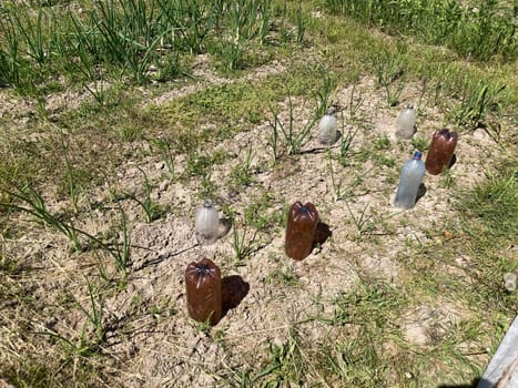 Seedlings are covered in the garden for the vegetable growth