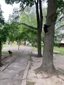 A cat escapes from a dog in a the tree