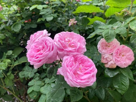 Summer flowers have bloomed in a the garden