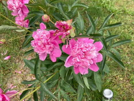 Summer flowers have bloomed in a the garden