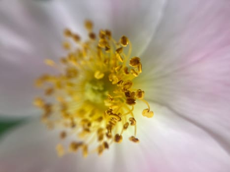 Summer flowers have bloomed in a the garden