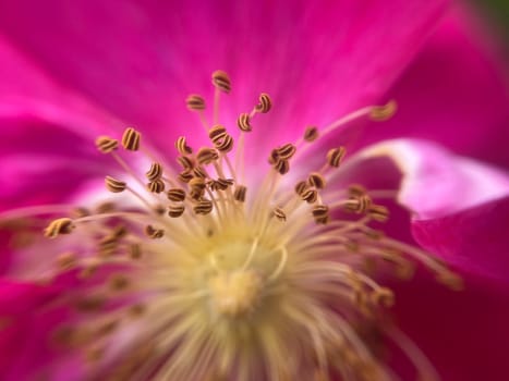 Summer flowers have bloomed in a the garden