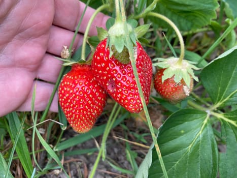 Young large strawberries grew in a the village