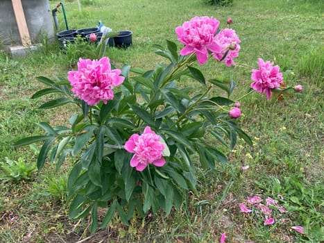 Summer flowers have bloomed in a the garden