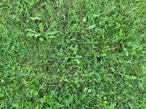 Green texture of grass and the plants