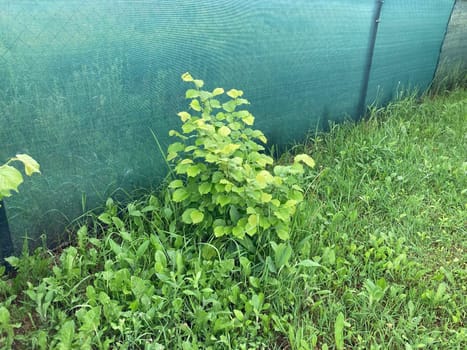 Green texture of grass and the plants