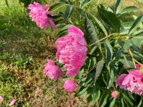 Summer flowers have bloomed in a the garden