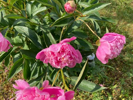 Summer flowers have bloomed in a the garden