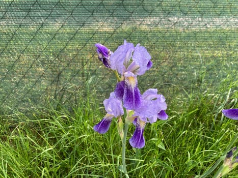 Summer flowers have bloomed in a the garden