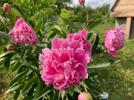 Summer flowers have bloomed in a the garden