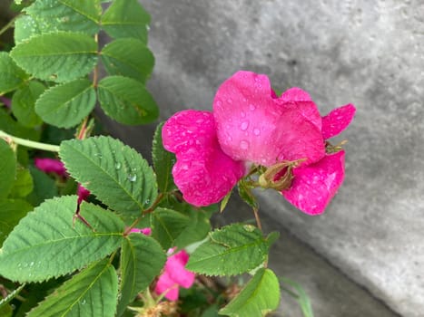 Summer flowers have bloomed in a the garden