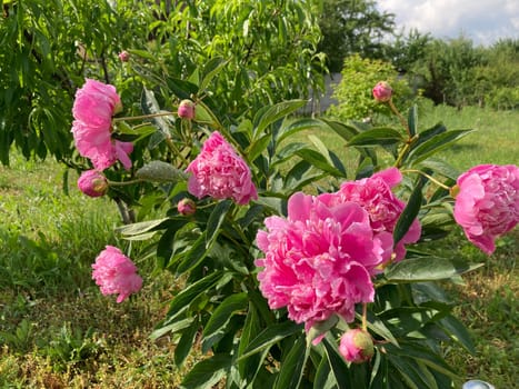 Summer flowers have bloomed in a the garden