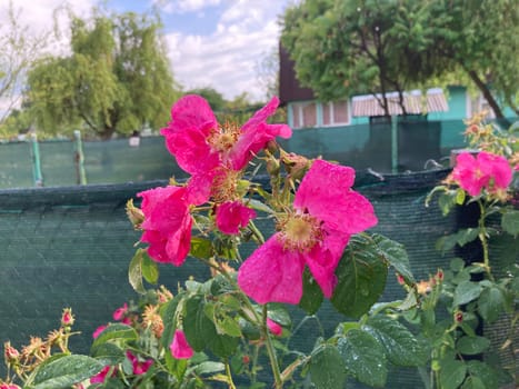 Summer flowers have bloomed in a the garden