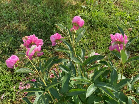 Summer flowers have bloomed in a the garden