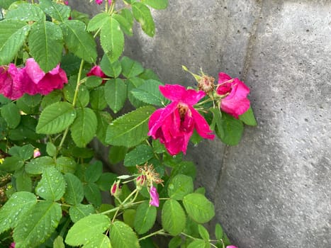 Summer flowers have bloomed in a the garden