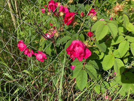 Summer flowers have bloomed in a the garden